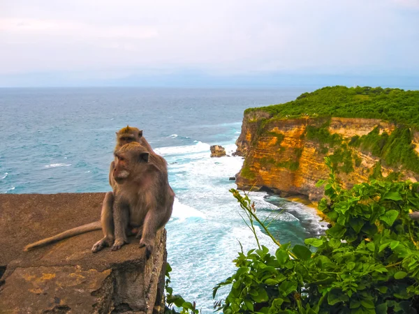 De Oceaan, golven, apen op Uluvatu, Bali — Stockfoto