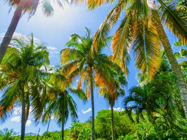 Tropické pozadí s palmami — Stock fotografie