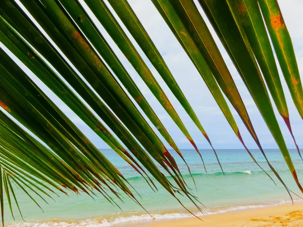 Карибский тропический пляж — стоковое фото