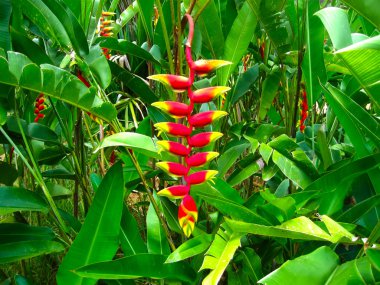 Heliconia Pendula - Yengeç Claw çiçek asılı