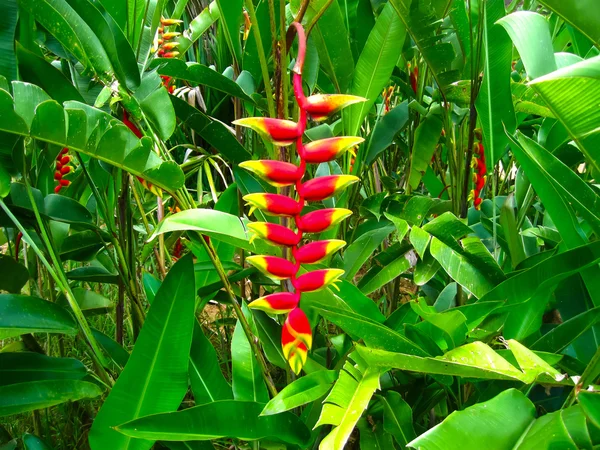 Heliconia Pendula - Yengeç Claw çiçek asılı