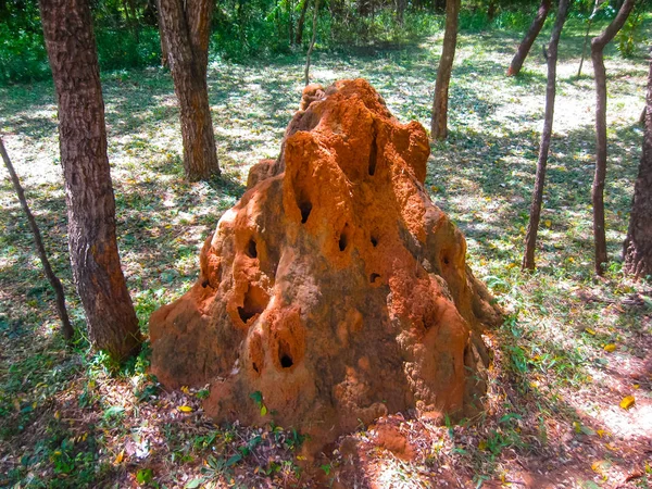 Nido di termiti termitary terra rossa gigante — Foto Stock