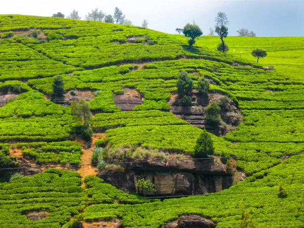 Tea estates in Nuvara Eliya, Sri Lanka