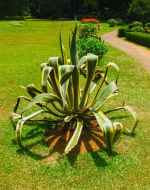 Sri Lanka 'daki Kraliyet Botanik Bahçesi Peradeniya