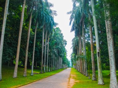 Sri Lanka 'daki Kraliyet Botanik Bahçesi Peradeniya