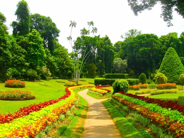 斯里兰卡Peradeniya皇家植物园 — 图库照片