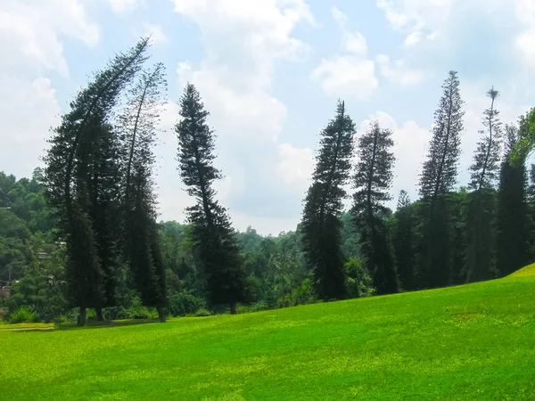 Sri Lanka Daki Kraliyet Botanik Bahçesi Peradeniya — Stok fotoğraf