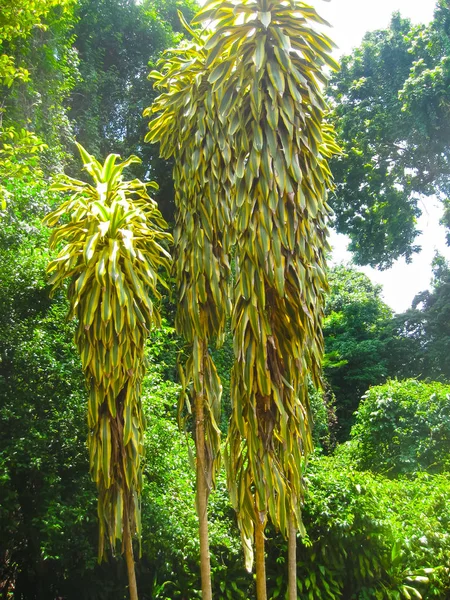 Królewski Ogród Botaniczny Peradeniya. Sri Lanka — Zdjęcie stockowe