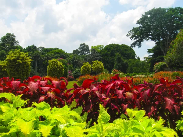 Giardino Botanico Reale Peradeniya Nello Sri Lanka — Foto Stock