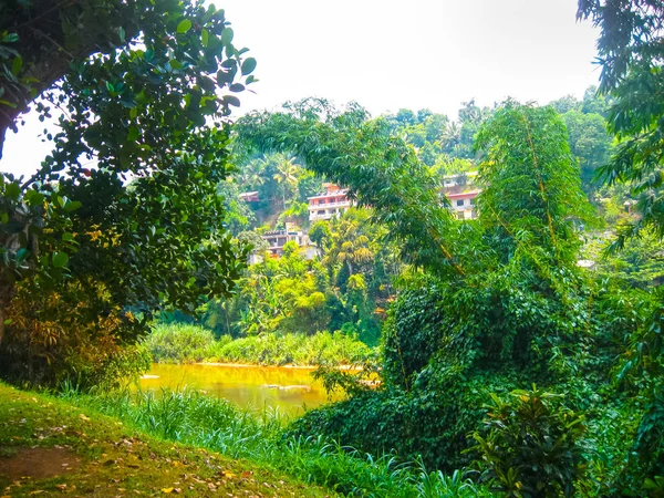 Královská botanická zahrada Peradeniya. Srí Lanka — Stock fotografie