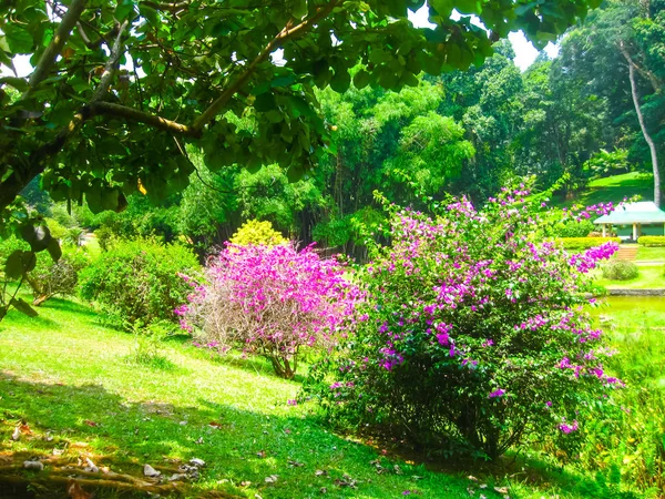 Королевский Ботанический Сад Перадения Шри Ланке — стоковое фото