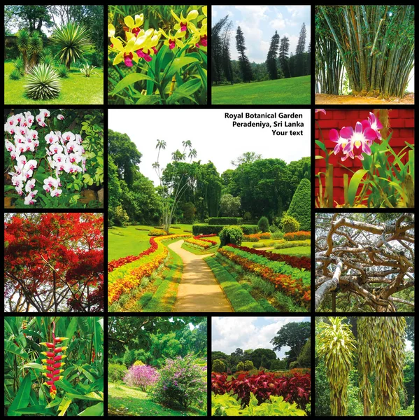皇家植物园花园优等生在斯里兰卡 — 图库照片