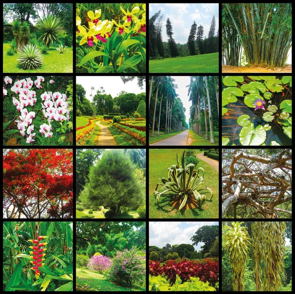 皇家植物园Peradeniya 。1.斯里兰卡 — 图库照片