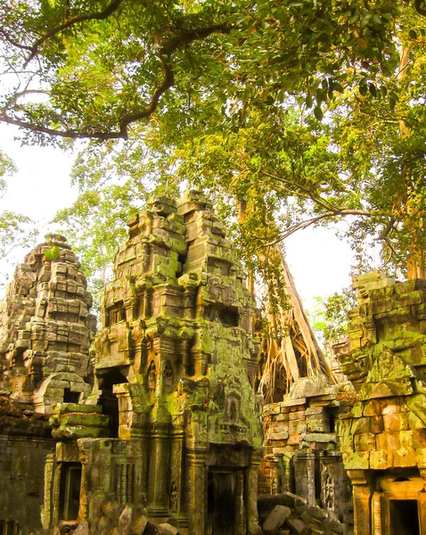 Ta Prohm Tapınağı, Angkor Kamboçya'daki resmi — Stok fotoğraf