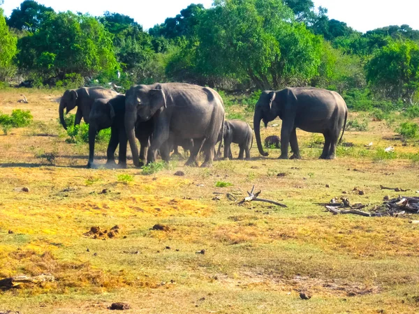 Шри-Ланка: группа слонов в Пиннавале — стоковое фото