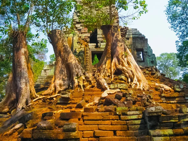 Resmi ağaçlar ve Tapınak, Angkor, Kamboçya — Stok fotoğraf