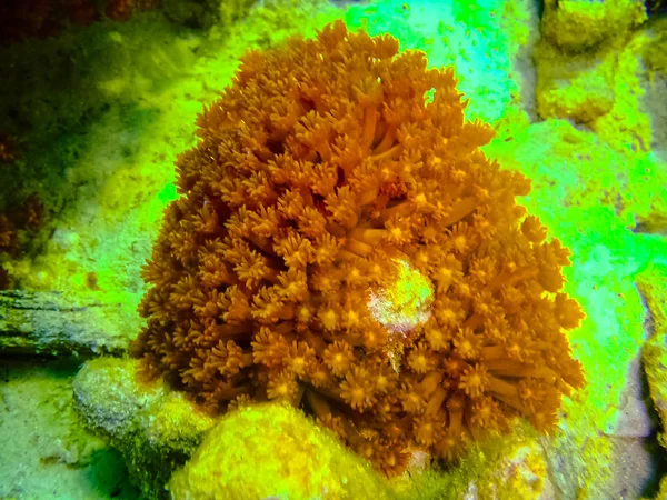 Den färgglada röda korallreven med havet i tropiska, under vattnet. — Stockfoto