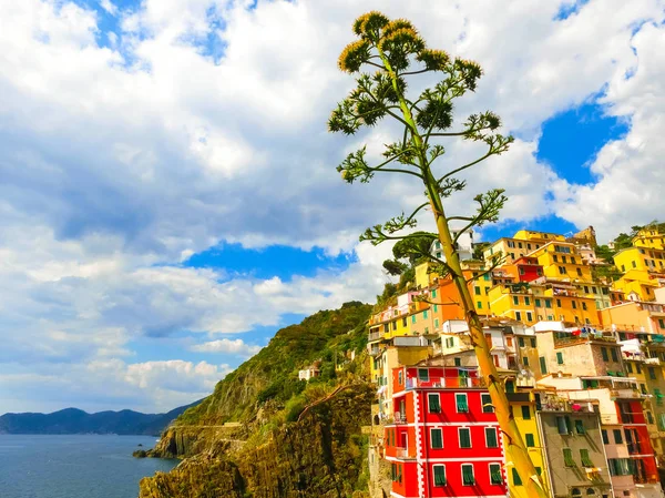 Riomaggiore Parque Nacional Cinque Terre Ligúria Spezia Italia — Fotografia de Stock