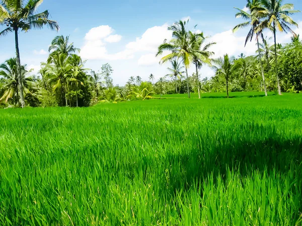 Террасы из зеленого риса на острове Бали, Индонезия — стоковое фото