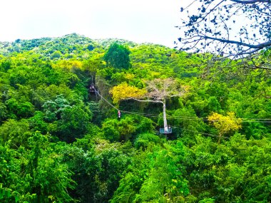 Antigua rainforest adlı bir orman zipline maceraya kadın