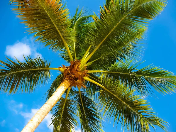 Coconut palm tree over bright blue sky