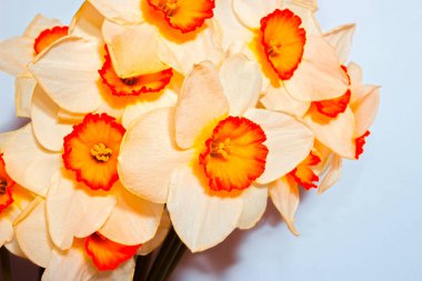 Beyaz nergis. Bahar çiçek. Nergis bir vazoda buket.