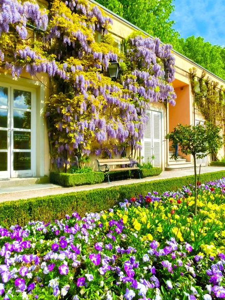 Bellissimi Giardini Mirabell Salisburgo Una Destinazione Popolare Visitata Dai Turisti — Foto Stock