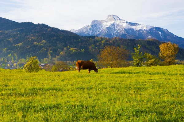 Vacche sulle Alpi austriache, Salisburghese, Austria — Foto Stock