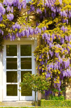Salzburg güzel Mirabell bahçelerde bir parçası