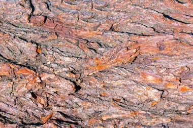 bark tree doku