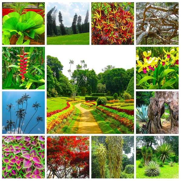 Kungliga botaniska trädgården Peradeniya. Sri Lanka — Stockfoto