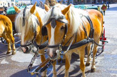 Salzburg City arabaları ve atları ile merkezi yer