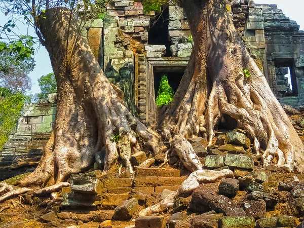 나무와 사원, 앙코르 와트, 캄보디아의 그림 — 스톡 사진