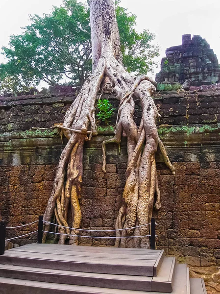 Klassisches Bild von ta prohm Tempel, angkor, Kambodscha — Stockfoto
