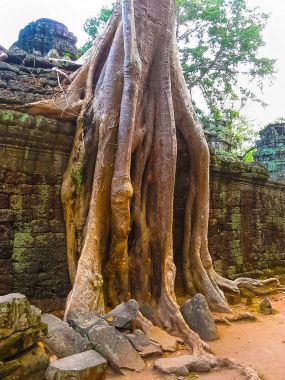 Klasik resmini ta prohm Tapınağı, angkor, Kamboçya