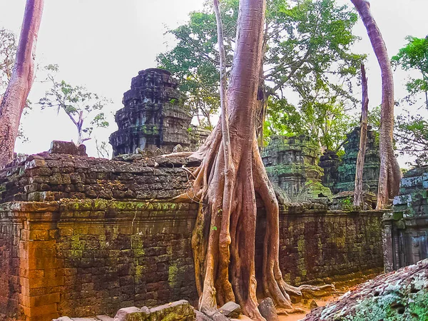Imagem clássica do Templo de Ta Prohm, Angkor, Camboja — Fotografia de Stock