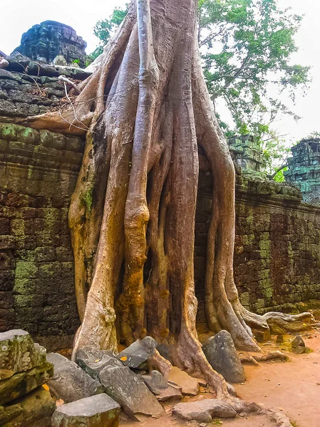 따 프롬 사원, 앙코르 와트, 캄보디아의 고아 한 그림 — 스톡 사진