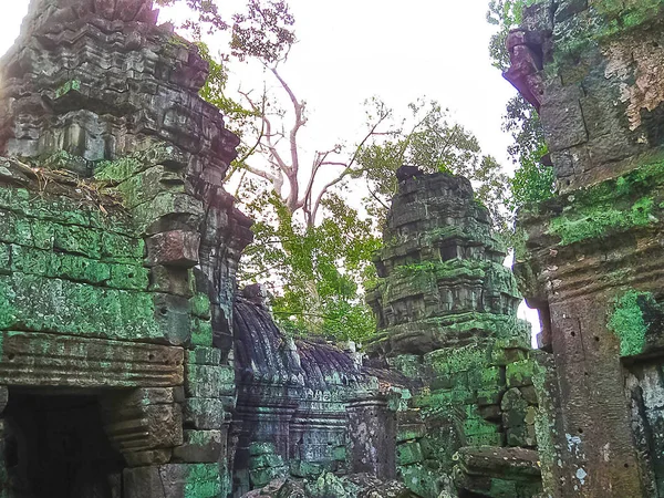 A imagem de árvores e templo, Angkor, Camboja — Fotografia de Stock