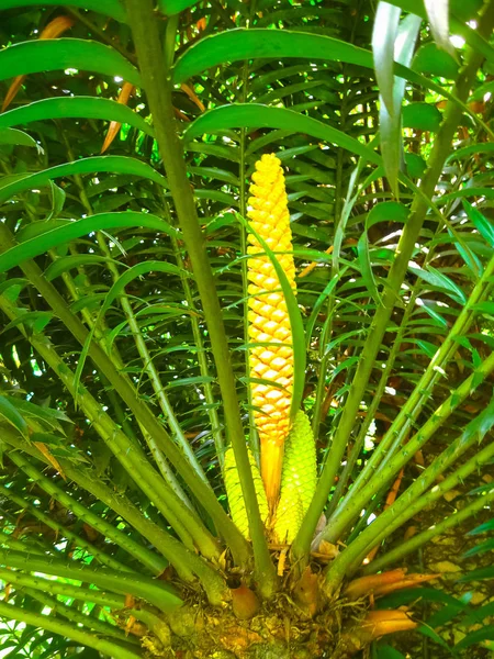 Kungliga botaniska trädgården Peradeniya. Sri Lanka — Stockfoto