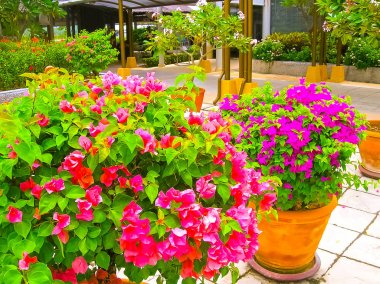 Ko Samui, Tayland: Pist Samui Adası yerli Havaalanı'nın Bangkok varış uçuş sonra güneşli bir gün, tek bir havaalanında adanın her zaman uluslararası turist ağırlıyor.