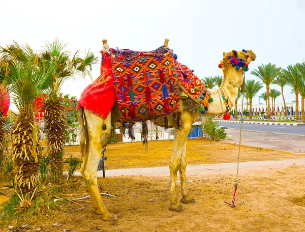 Afrika deve yakın çekim Street, Mısır Sharm El Sheikh, namlu