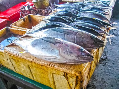 Bali açık piyasa üzerinde taze vatozu yakın çekim