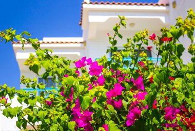 Otel cephe Balkonlu ve çiçekler, Sharm El Sheikh, Mısır ile dekore edilmiş windows