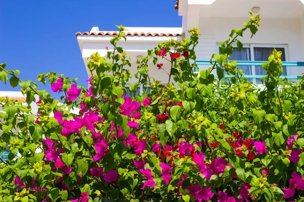 Otel cephe Balkonlu ve windows ile çiçek Sharm El Sheikh, Mısır dekore edilmiştir.