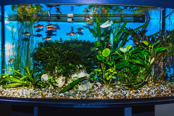 The close up of aquarium tank full of fish