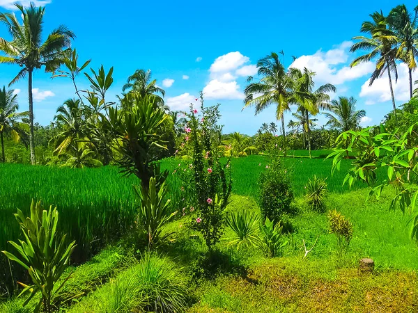 Groene rijstvelden in Bali eiland, Indonesië — Stockfoto