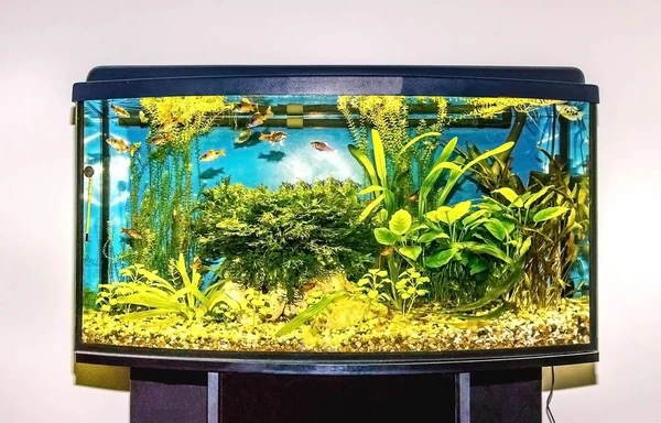 Close Aquarium Tank Full Fish — Stock Photo, Image