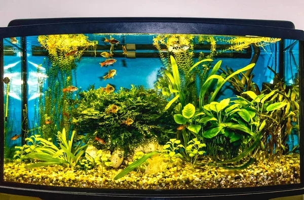 Close Aquarium Tank Full Fish — Stock Photo, Image