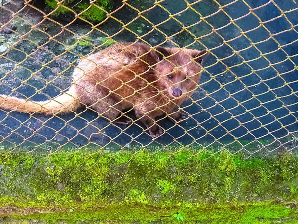 Asian Palm Civet - animal que produz o café mais caro Kopi luwak — Fotografia de Stock