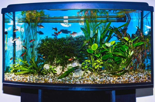 Close up of aquarium tank full of fish — Stock Photo, Image